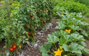 Un jardin potager avec des os de seiche intégrés dans le sol, favorisant la croissance des plantes.