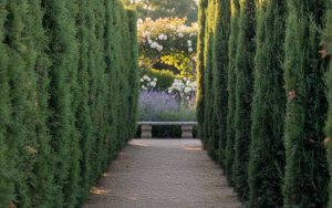Comparaison entre haies de thuya et de cyprès dans un jardin.