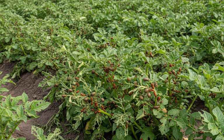 Infestation de doryphores sur des plants de pommes de terre.