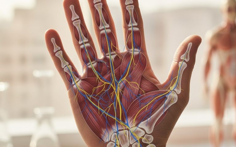 Anatomie de la paume de la main avec annotations sur les os et muscles.